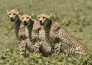 Cheetahs & cubs