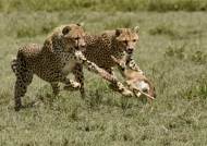 Tanzania – Cheetahs hunting baby Thomson’s gazelle