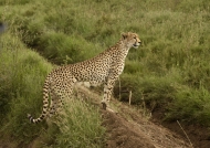 Cheetah female adult