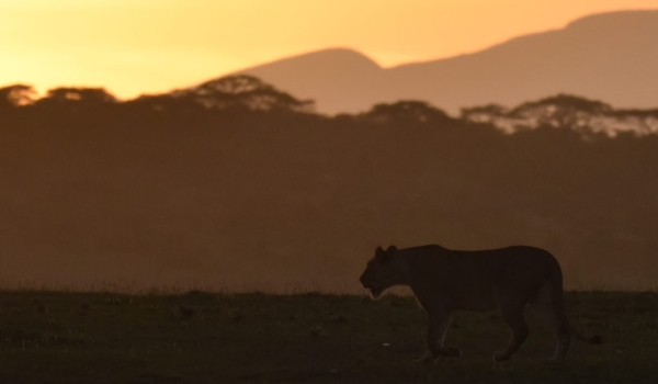 Silhouette of a Lion