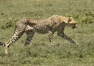Mum Cheetah is coming