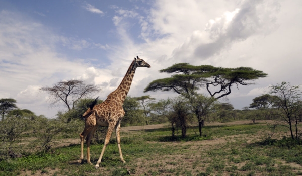 Giraffe surrounded…