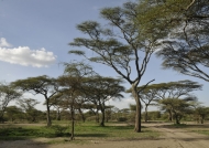 Track between acacia trees