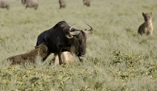 No chance for a Wildebeest…