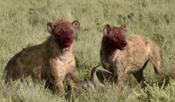 Hyenas with a mask of blood