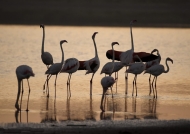 Flamingoes – early meeting