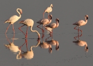 Flamingoes-lesser and greater