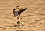 Greater Flamingo dancing