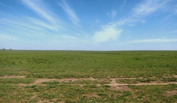 View of Ndutu Plains