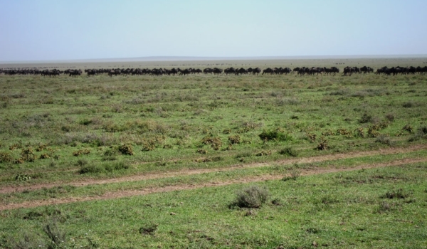 Wildebeests near the skyline