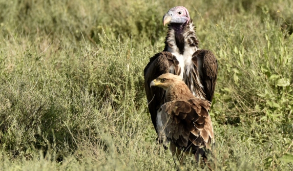 lappet vulture & tawny eagle