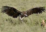 Lappet-faced Vulture lands