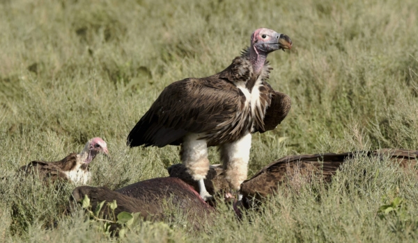 Lappet Vulture on the kill