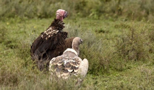 Lappet with Ruppell’s Vulture