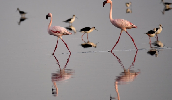 Lesser Flamingoes & Stilts