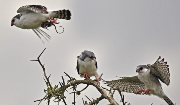 Pygmy Falcons m. – juv f. – f.