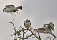 Pygmy Falcons m. – juv f. – f.