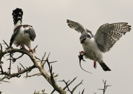 pygmy falcons-juv f (left) & m