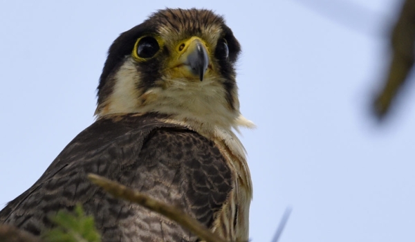 Red-necked Falcon – imm.