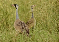 White-bellied Bustard – couple