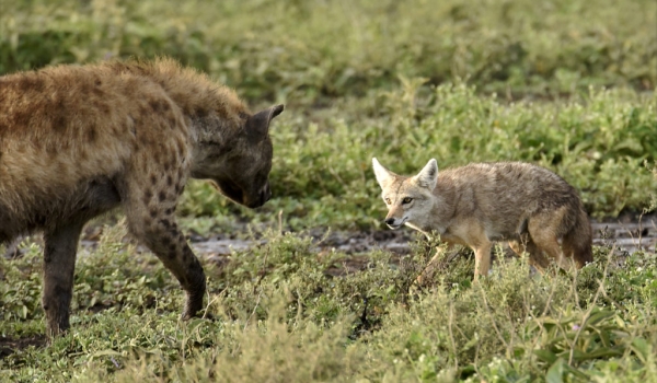 Hyena facing Golden Jackal