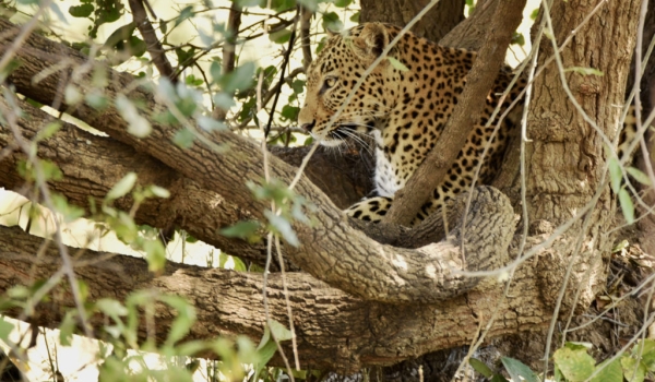 Leopard f. on the lookout…