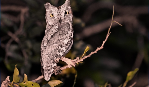 African Scops Owl – grey form