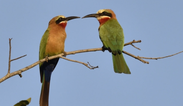 Couple of Bee-eaters