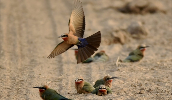 White-fronted Bee-eaters …