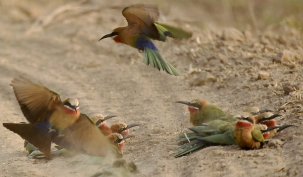White-fronted Bee-eaters…
