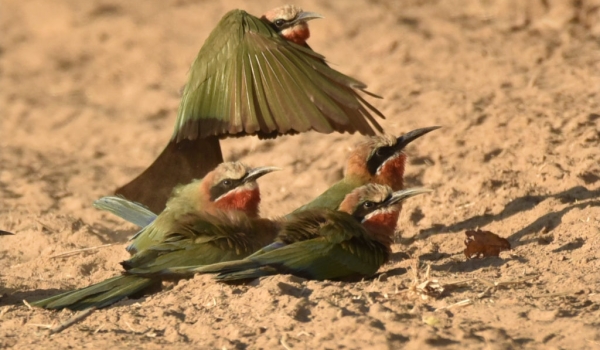 White-fronted Bee-eaters…