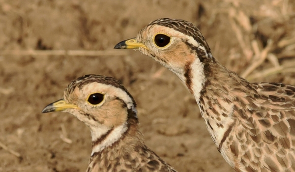 Three-banded Coursers – cple