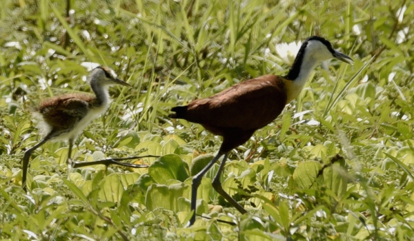 African Jacana with chick