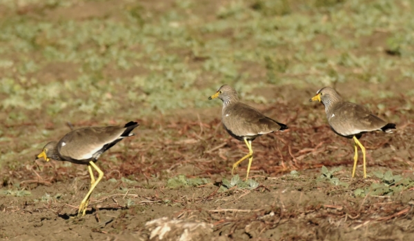 African Wattled Lapwings