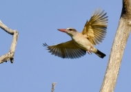 Bw-hooded Kingfisher-female