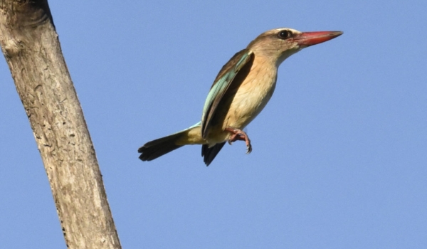 Bw-hooded Kingfisher-female