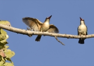 Bw-hooded Kingfishers-cple