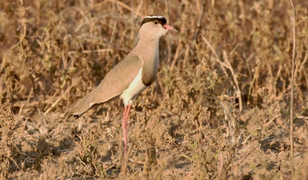 Crowned Lapwing – adult