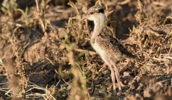 Crowned Lapwing – chick