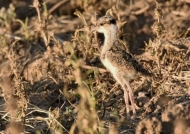 Crowned Lapwing – chick