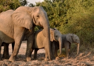 Elephant with babies