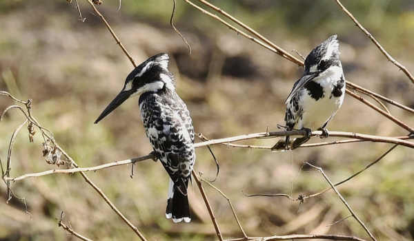 Pied Kingfisher – cple – f. right