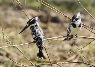Pied Kingfisher – cple – f. right