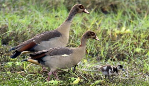 Egyptian Geese with chick