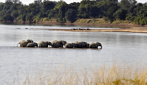 & crossing the Luangwa river