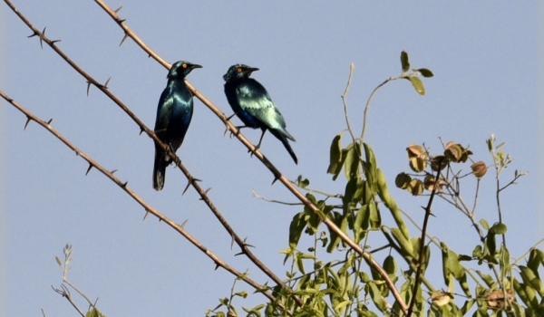 Greater Blue-eared Starlings