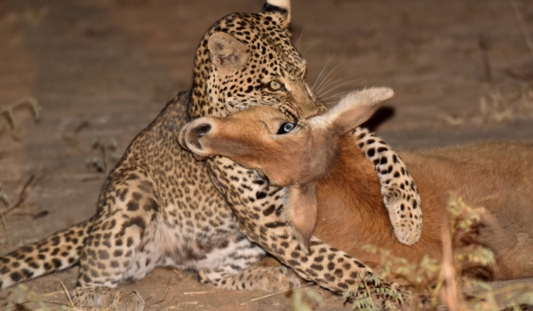 in the arms of the Leopardess