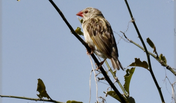 Red-billed Quelea – female