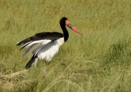 Saddle-billed Stork f. fishing