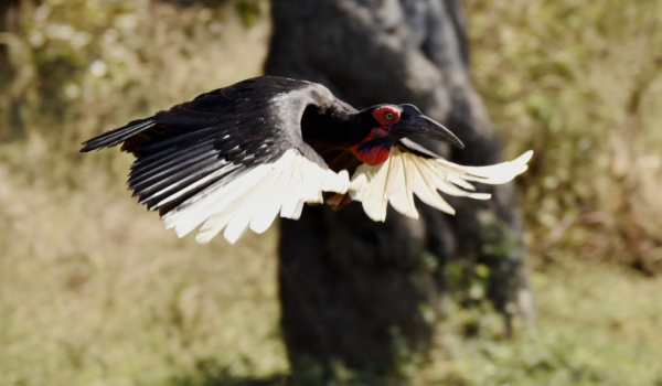Southern Ground Hornbill – f.